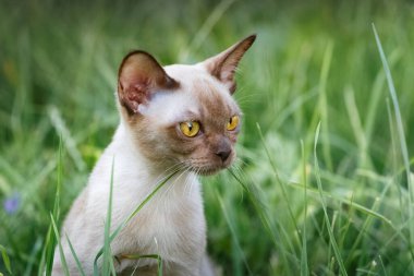 Kedi yeşil çimlerde poz verir.