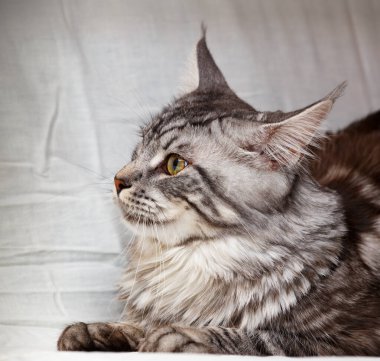 Kedi beyaz arka planda poz verir