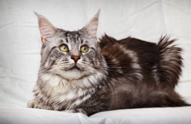 Kedi beyaz arka planda poz verir