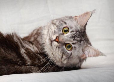 Kedi beyaz arka planda poz verir