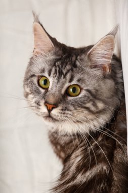 Kedi beyaz arka planda poz verir