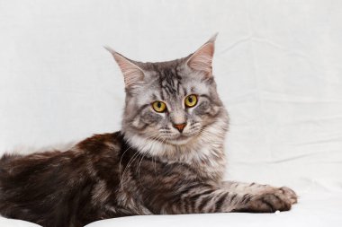 Kedi beyaz arka planda poz verir