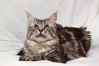 Kedi beyaz arka planda poz verir