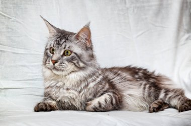 Kedi beyaz arka planda poz verir