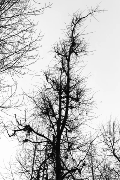 Branches and white sky. — Stock Photo, Image