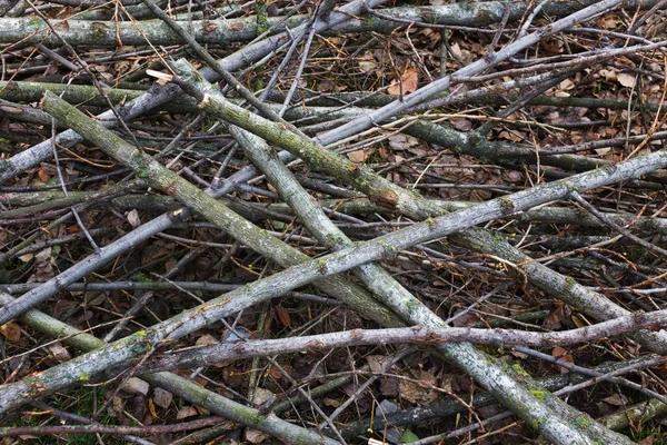 Zweige im Spätherbst. lizenzfreie Stockfotos