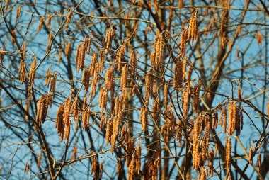Geç sonbaharda şubelerinde.