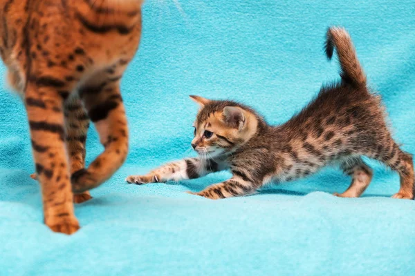 Cat Bengal Kitten. — Stock Photo, Image