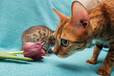 kedi Bengal