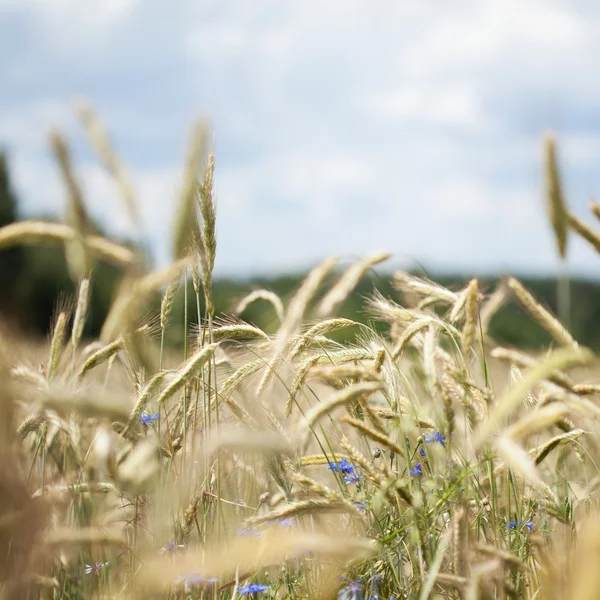 Fältet av korn — Stockfoto
