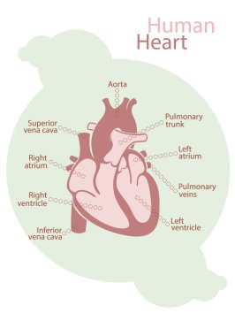 Chart of human heart clipart