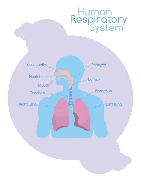 ¿Qué hay dentro del sistema respiratorio humano? — Archivo Imágenes Vectoriales