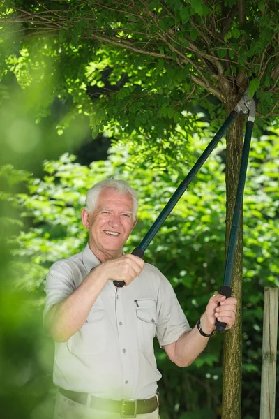 Gärtner schneidet Ast — Stockfoto