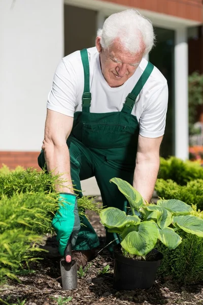 Plantering i trädgård — Stockfoto