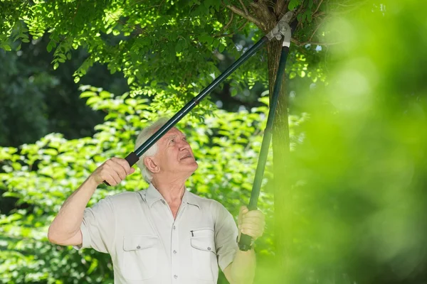 Trimming trees in garden — Stock Photo, Image