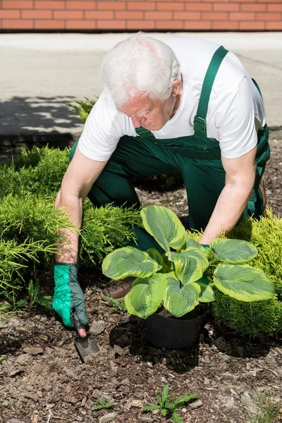 Jardineiro plantando flor — Fotografia de Stock