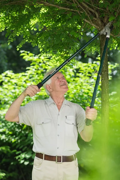 Homme coupant des branches d'arbres — Photo