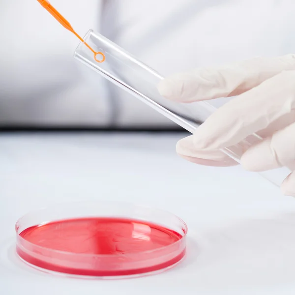 Female scientist using Petri plate — Stock Photo, Image