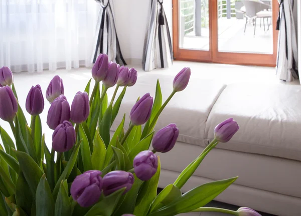 Belleza tulipanes violeta — Foto de Stock