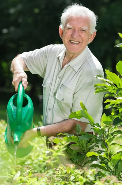 Arroser les plantes — Photo