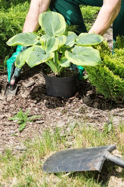 Plant the new seedling — Stock Photo, Image