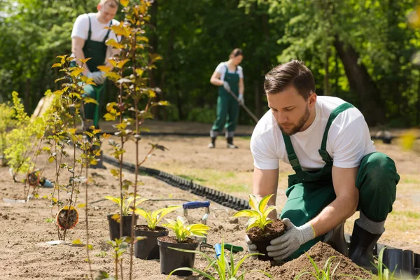 Giardiniere piantare fiori presi dal vaso — Foto Stock