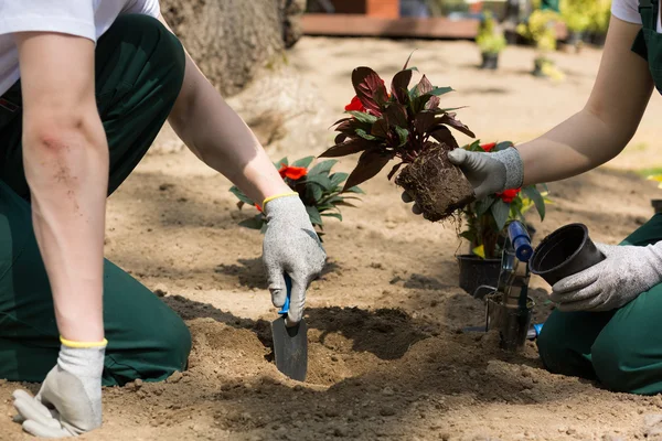 Jardineros plantando flores que acaban de ser sacadas de la maceta —  Fotos de Stock