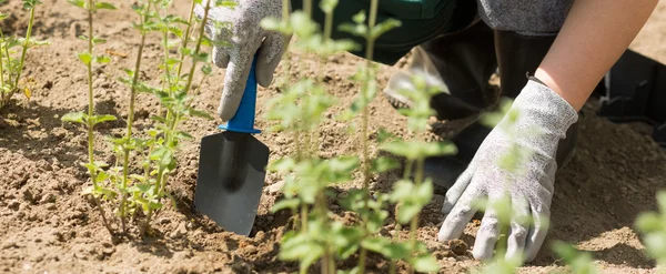 Satisfaction of designing a perfect garden — Stock Photo, Image