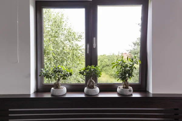 Decoración de la ventana con idea de plantas — Foto de Stock