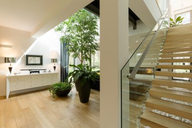 Ev salon bitkileri