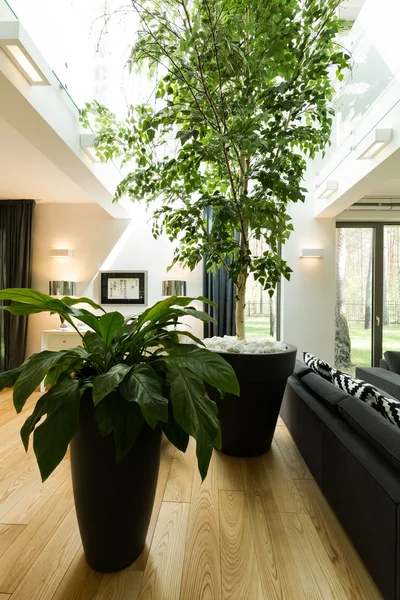 Árbol en una casa — Foto de Stock