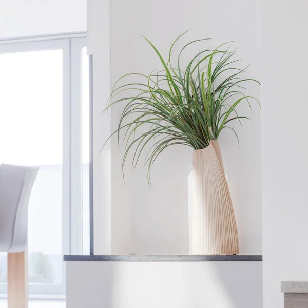 Houseplant in contemporary interior — Stock Photo, Image