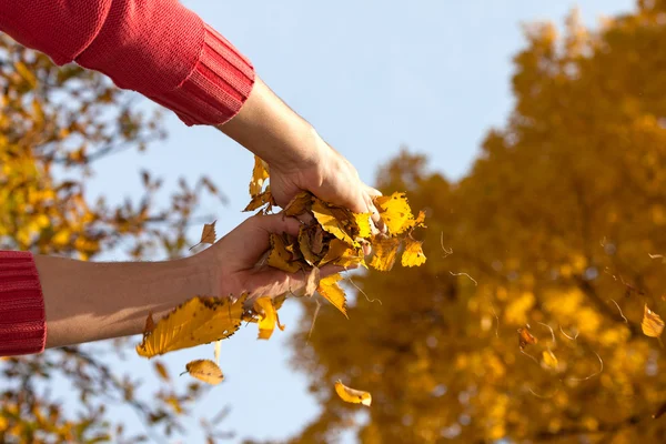 Mains avec feuilles — Photo