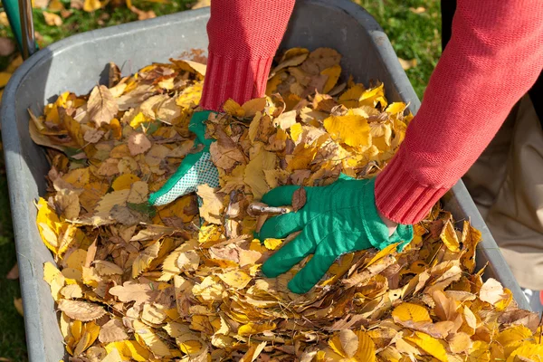 Hands and leaves — Stock Photo, Image