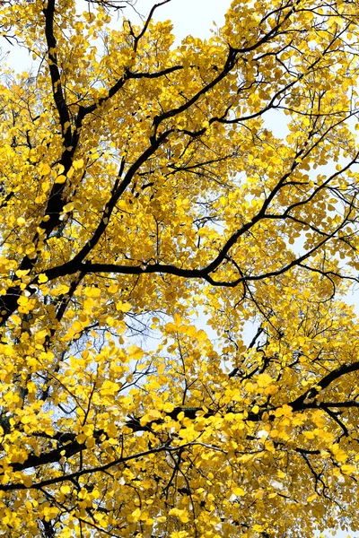 Yellow leaves — Stock Photo, Image