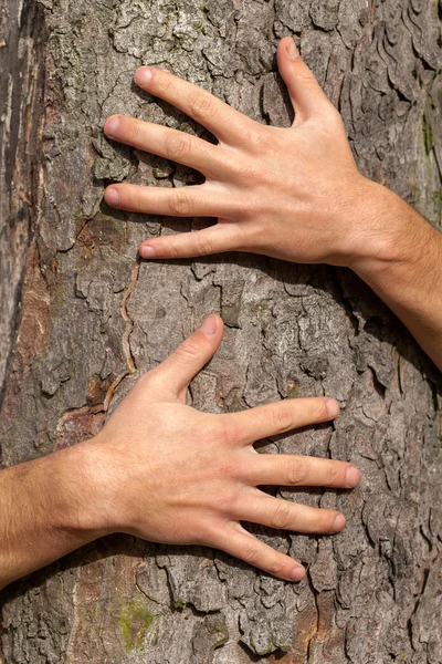 Hände am Baum — Stockfoto