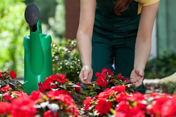 Jardineiro cuidar de flores ao ar livre — Fotografia de Stock