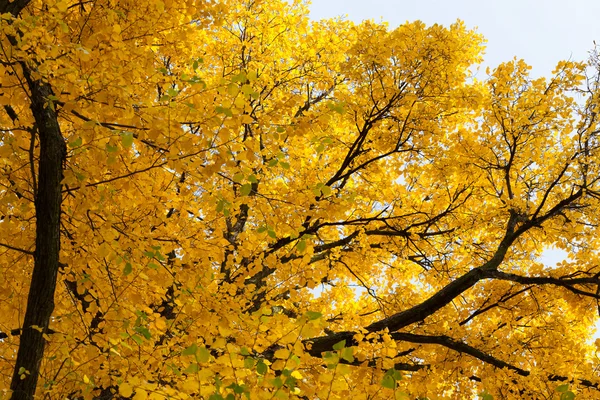 Vackra gyllene hösten — Stockfoto