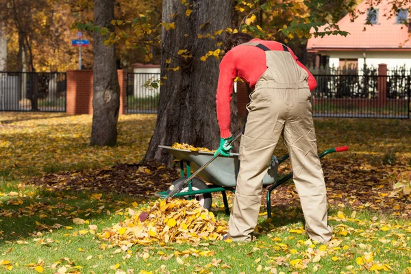 Arbetande trädgårdsmästare i en trädgård — Stockfoto