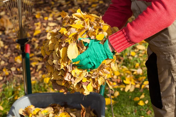 Uomo pulizia giardino dalle foglie — Foto Stock