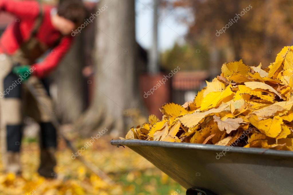 Букет осенних листьев. Грабли fiskars 135014. Букет из осенних листьев. Собранные в листве. Опавшая листва.