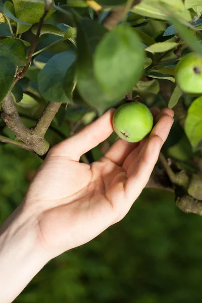 Kertész gazdaság éretlen paradicsom — Stock Fotó