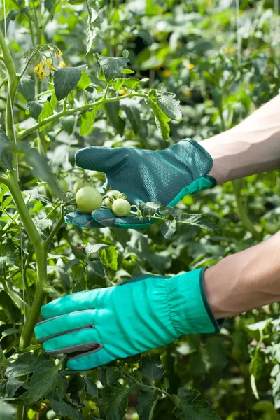 Tomatoes in plant nursery — Stock Photo, Image