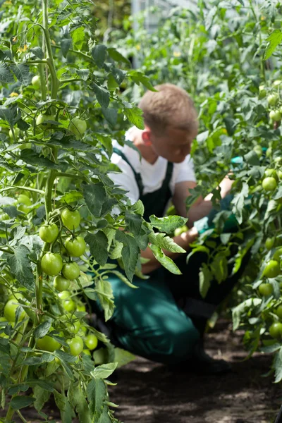 Trädgårdsmästare arbetar i växthus — Stockfoto