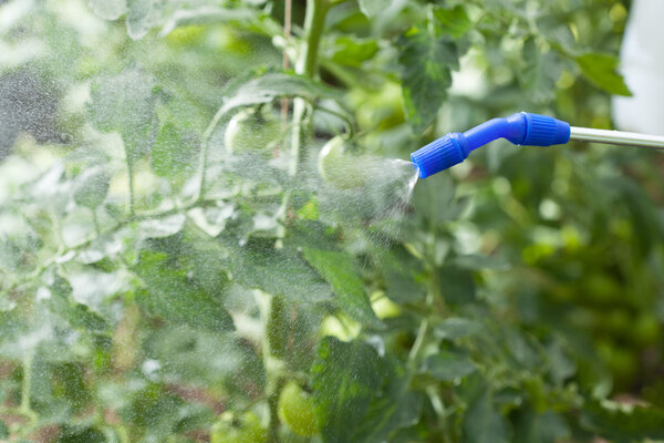 Watering of plants