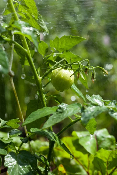 Close-up van onrijpe tomaat — Stockfoto