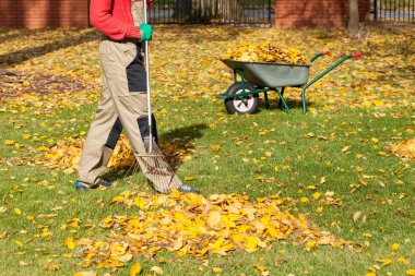 Bahçe sonbahar yaprakları
