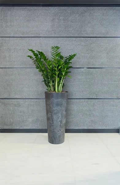 Modern iç gri vazoya — Stok fotoğraf