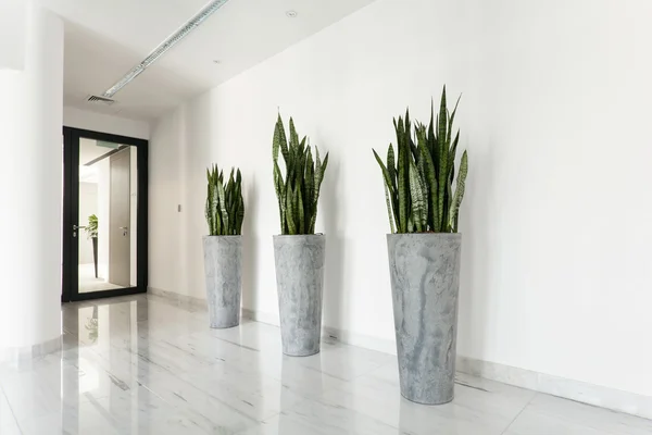 Beauty plants on corridor — Stock Photo, Image