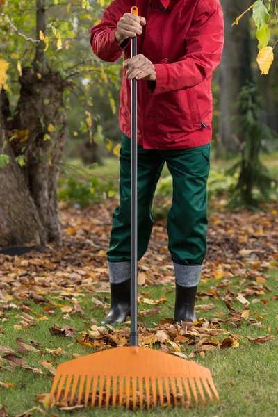 Man raking the leaves — Stock Photo, Image